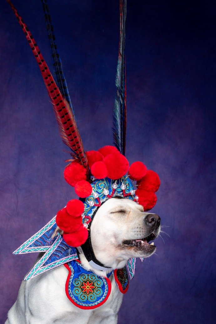 唱戏装扮的拉布拉多狗狗