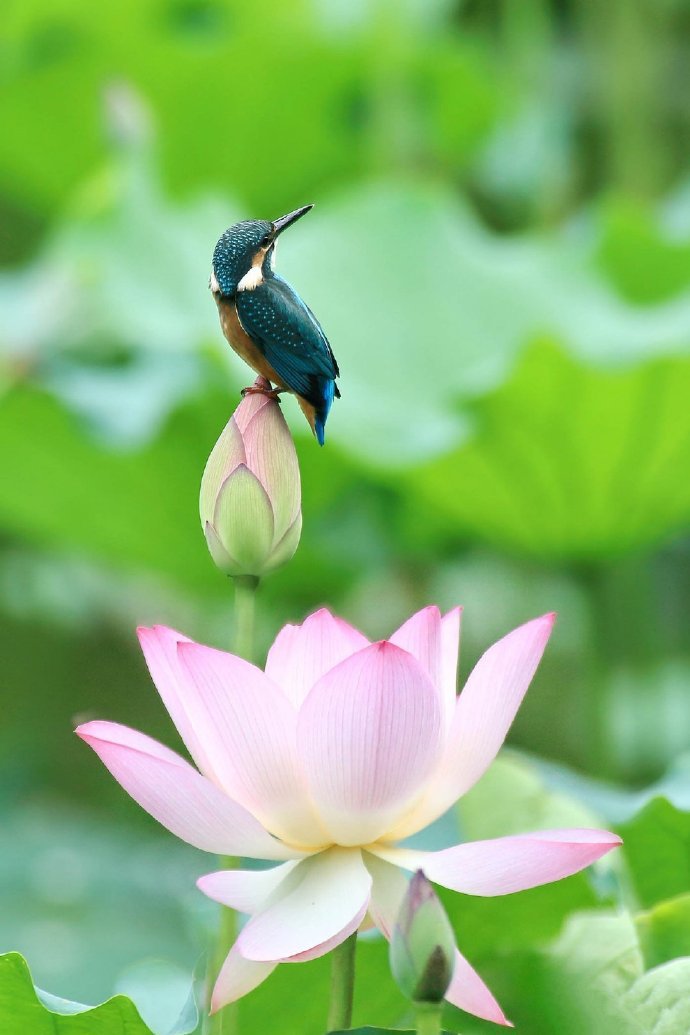 玲珑可人的荷塘翠鸟图片