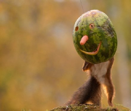 小松鼠们戴上了水果面具