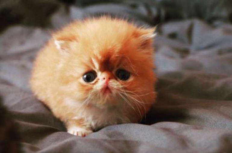 小小的加菲猫幼崽图片
