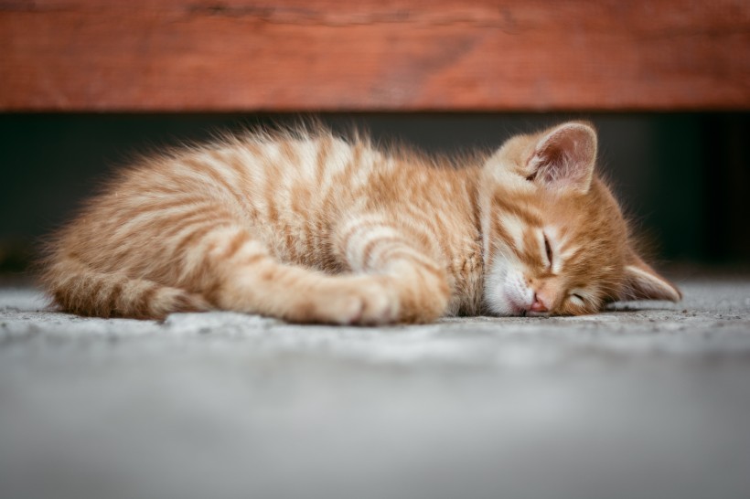 睡懒觉的小猫图片