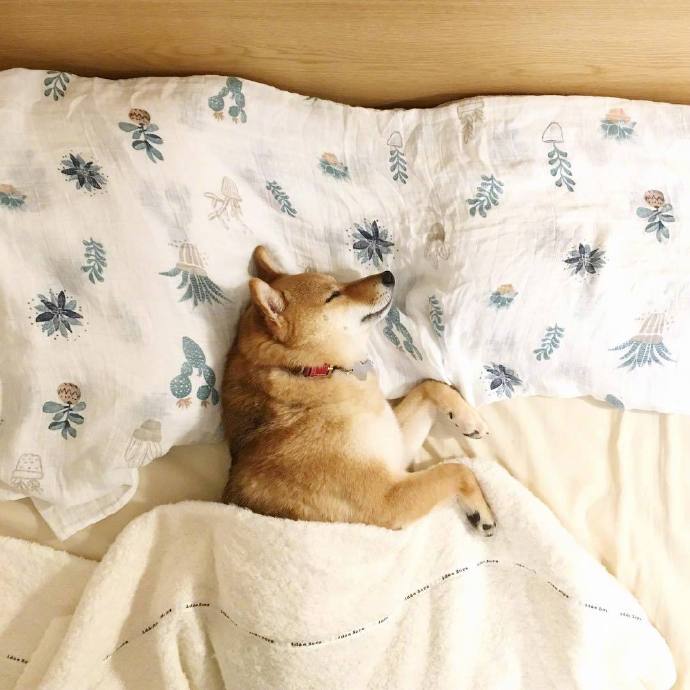 一偶组超级可爱的睡觉的小狗狗图片欣赏