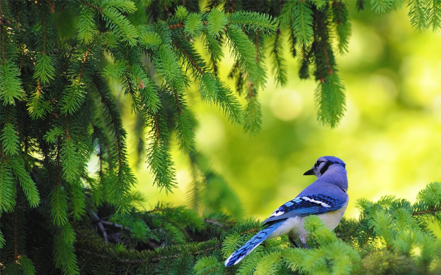 大自然中美丽可爱鸟类图片