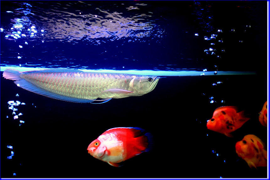一组鱼缸里的热带鱼图片