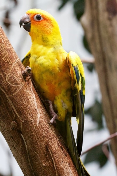 羽毛彩色的鹦鹉图片