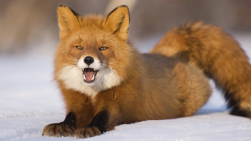 濒危动物野生红狐狸图片