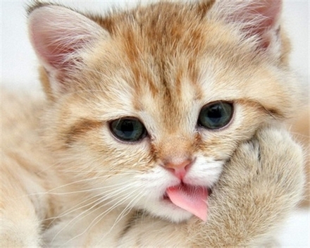 乖巧伶俐的可爱动物萌猫咪图片