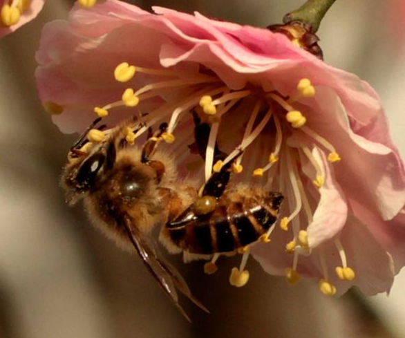 一组勤劳的蜜蜂采蜜图片欣赏
