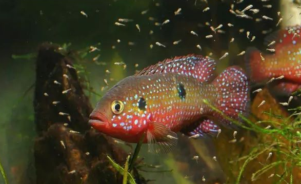 红宝石热带观赏鱼图片