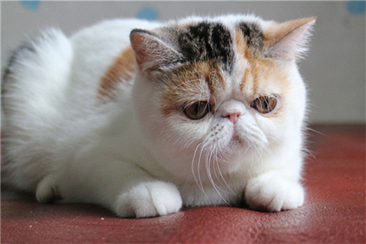 惹人喜爱的加菲猫图片