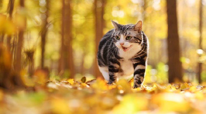 一组超美秋景肿美丽的小猫咪图片