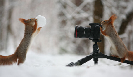 喜欢摄影的小松鼠图片