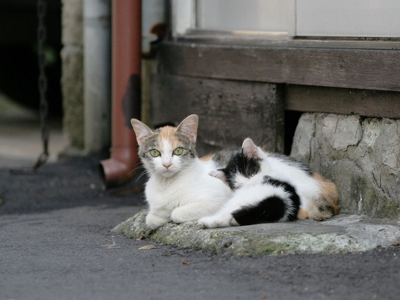 街角流浪猫图片