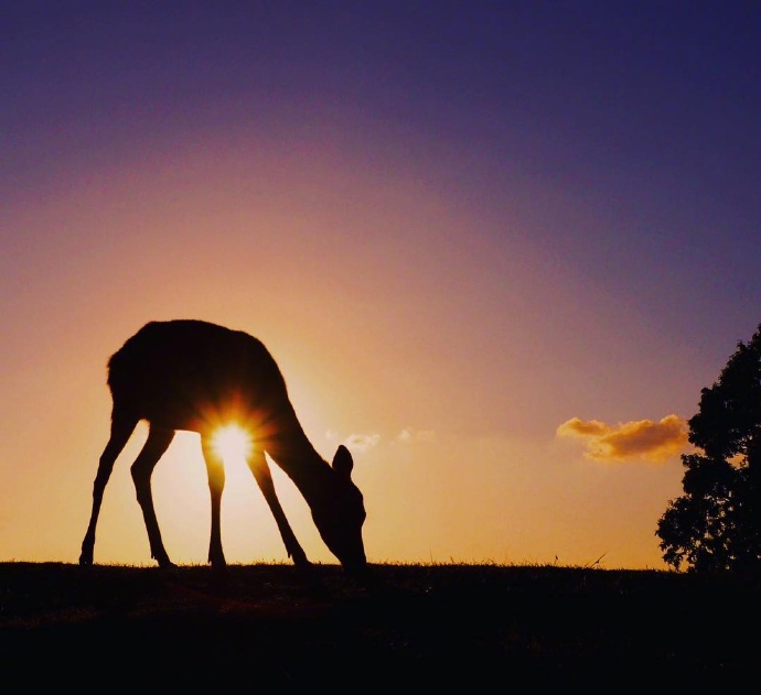 一组黄昏下唯美的麋鹿图片欣赏