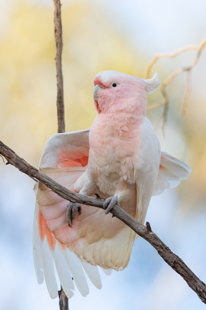 美丽的彩冠凤头鹦鹉图片