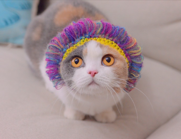一只超可爱的小猫猫烫了新发型图片欣赏