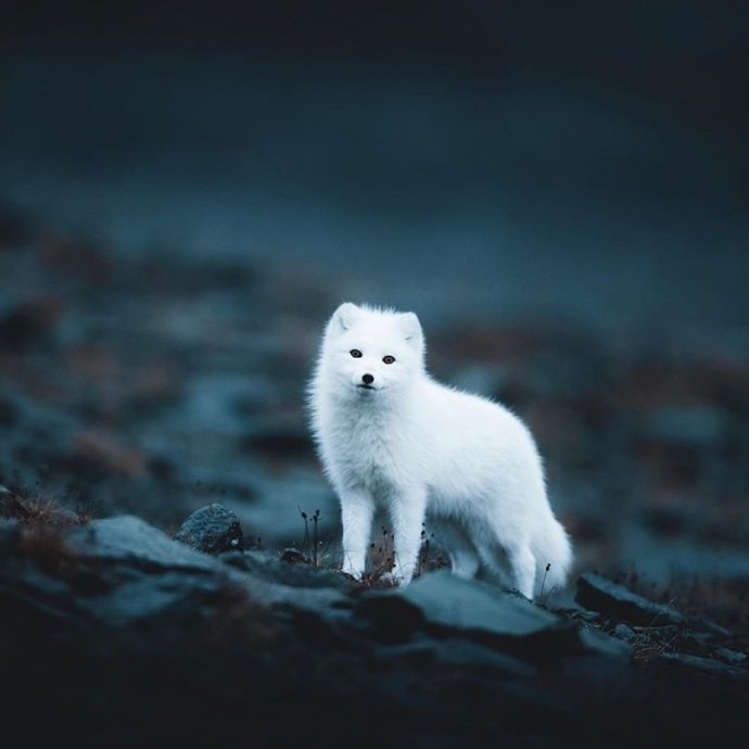一组仙气十足的小白狐图片
