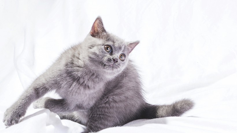 姿态万千的灰色猫咪图片