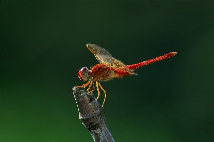 轻盈 优雅 轻巧 可爱的红色蜻蜓图片