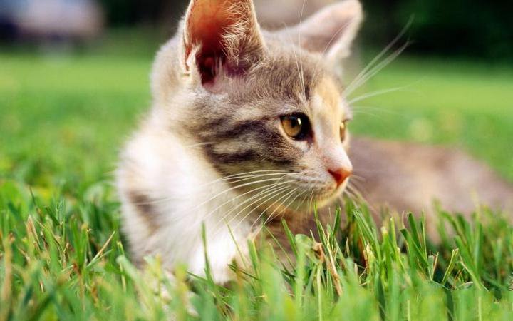 绿色草地上的可爱小猫咪图片