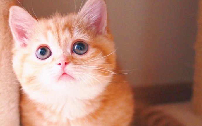 粉嫩可爱的小奶猫摄影图片