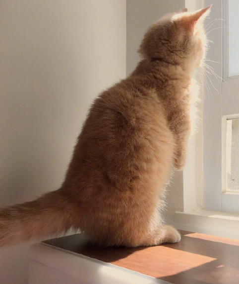 短手短脚的小橘猫图片