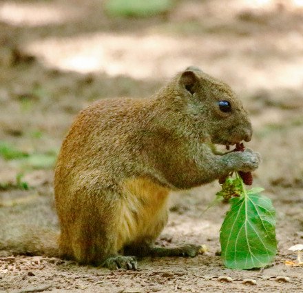一只吃桑椹的松鼠的故事
