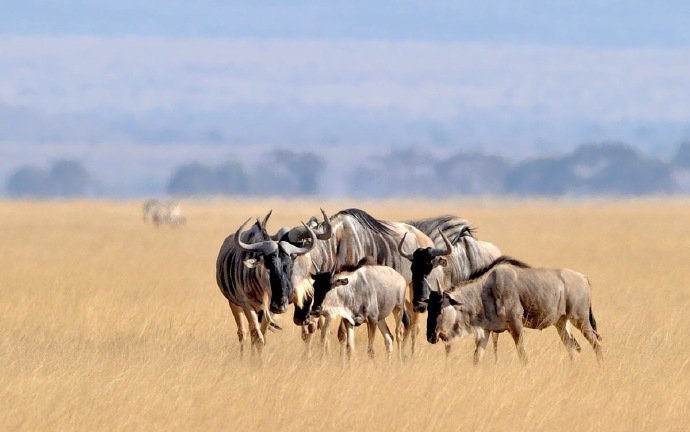 肯尼亚马赛马拉草原拍的野生动物