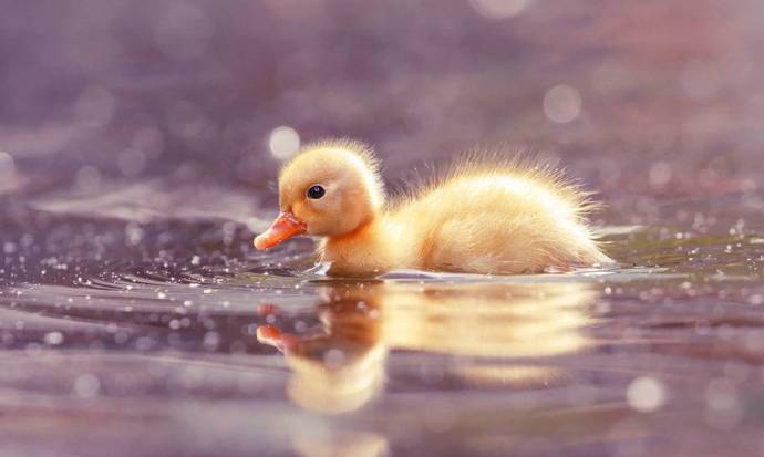 在水里游超可爱的小鸭子