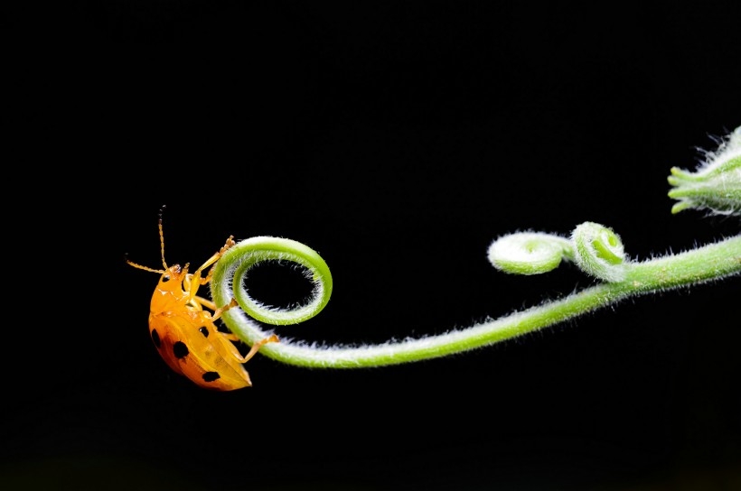 一组藤蔓上的瓢虫图片