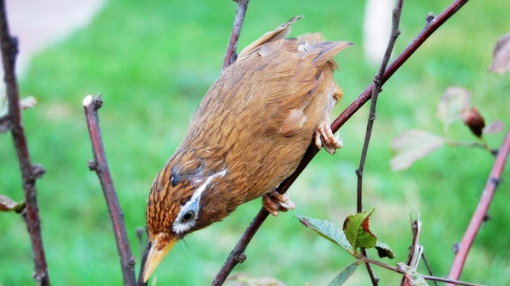 棕色的画眉鸟高清摄影图片