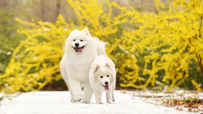 两只萨摩映着迎春花在雪地中奔跑的场景