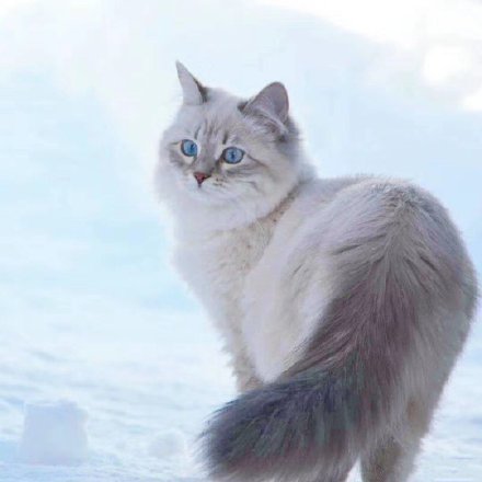 风雪中的西伯利亚猫