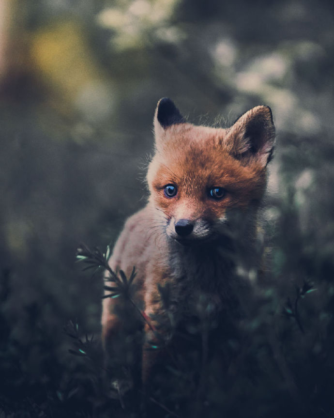 一组野外可爱的小狐狸图片