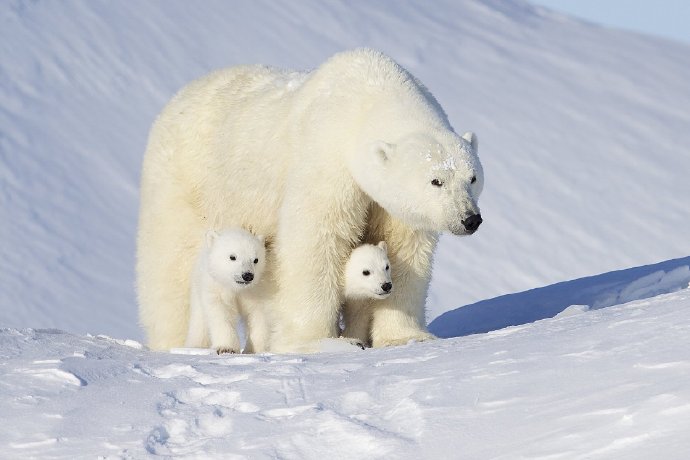喜欢黏着妈妈的小北极熊图片