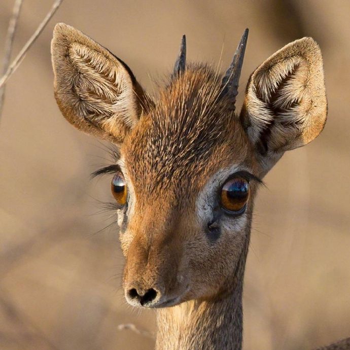 一组野生动物可爱的眼神图片