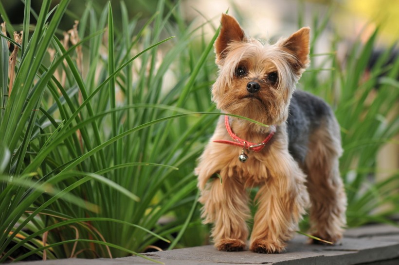 约克夏梗犬图片