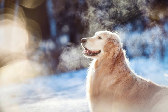 冬天里的小狗狗艺术照图片