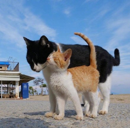 日本摄影师镜头下的流浪猫，看着好有爱