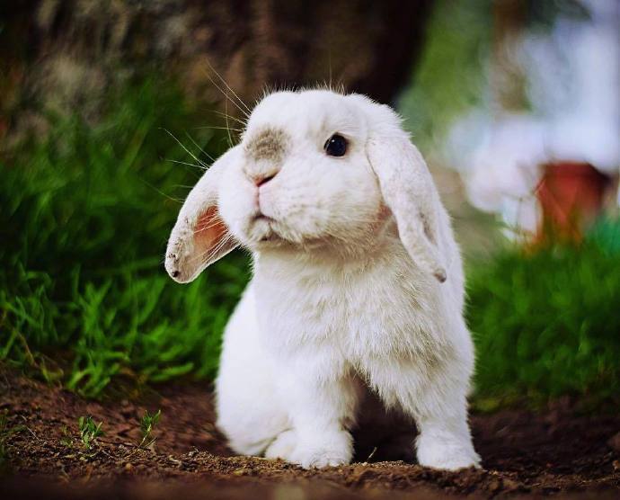 一组耳朵趴下来的小兔几