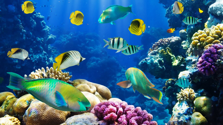 美轮美奂的海底珊瑚鱼群图片