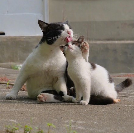 日本摄影师镜头下的流浪猫，看着好有爱