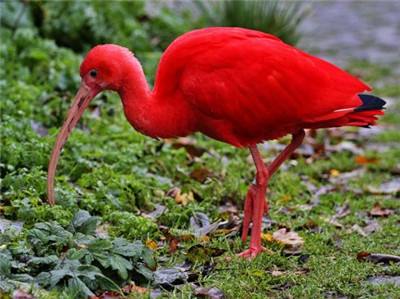 世界上颜色最红的鸟——红鹮