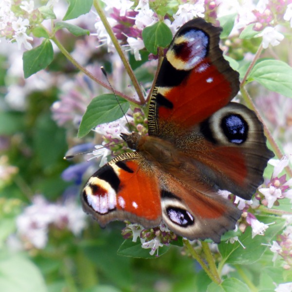 花丛中的孔雀蝴蝶图片