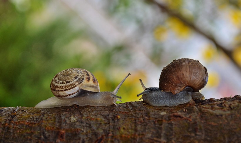行动缓慢的蜗牛图片