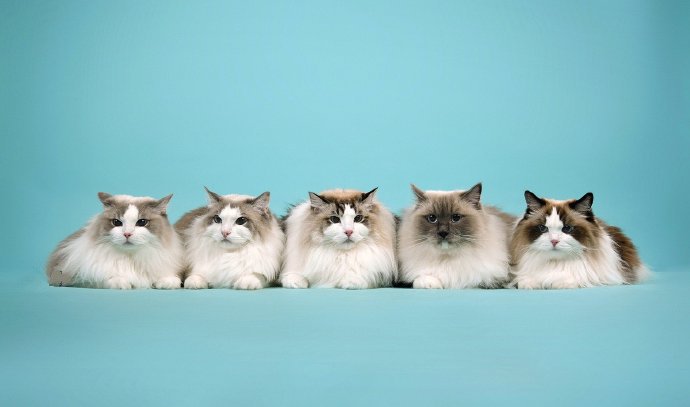 一组猫猫的全家福图片欣赏