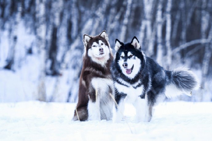 两只在雪地里奔跑的阿拉斯加