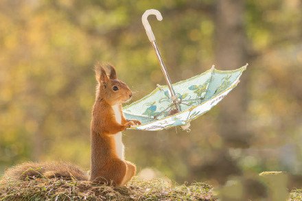 玩弄一把伞的小松鼠图片
