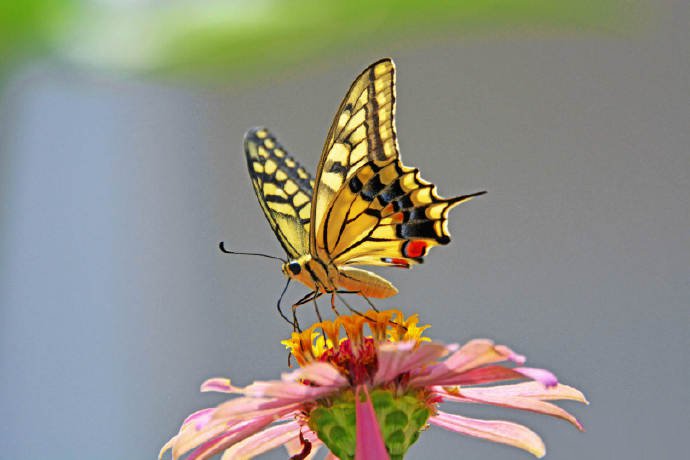 一组美丽的金凤蝶、玉带凤蝶
