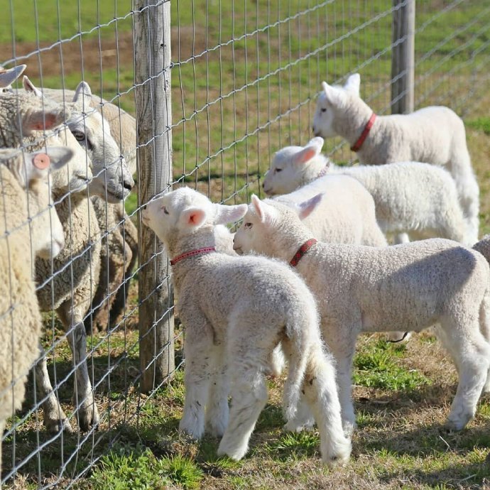 一组草坪上超可爱的绵羊图片